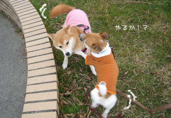 kinako_mei44.jpg
