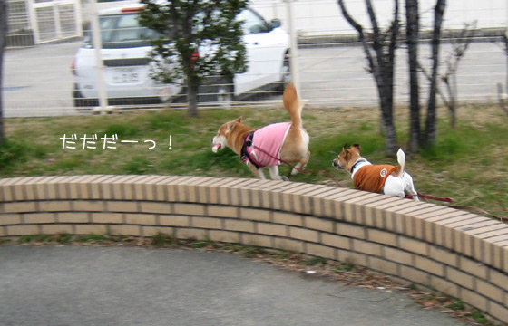 kinako_mei45.jpg