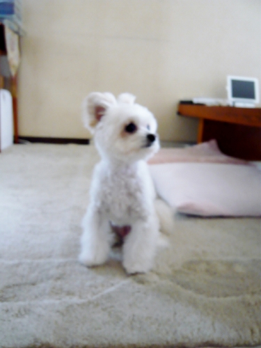 P1050412 (375x500)