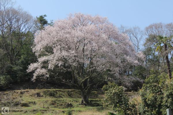 宿根大桜