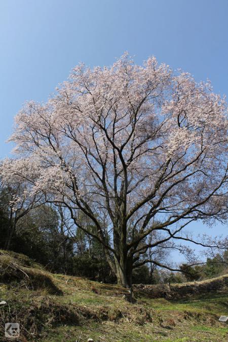 宿根大桜