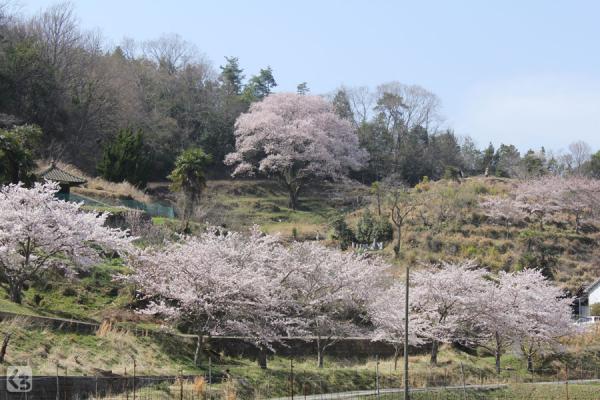 宿根大桜