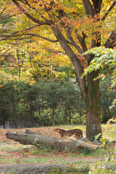 Jb-20141116-1b.jpg