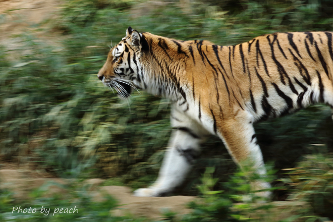 Jb-20141116-7b1.jpg