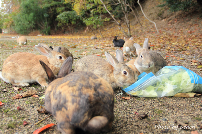 Jb-20141129-3b.jpg