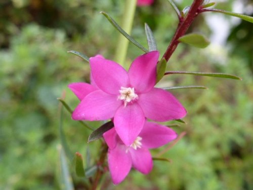 P1000437.jpg