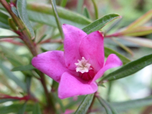 P1000438.jpg