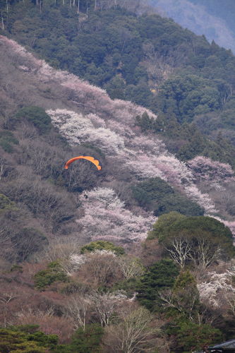 嵐山03