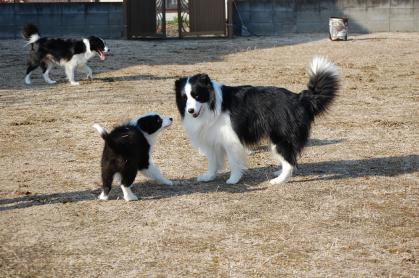 jas_2013_0228_03.jpg