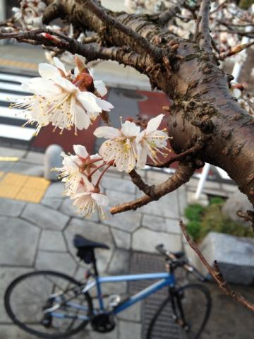 寒桜20120324