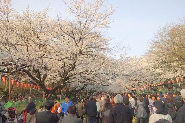 上野桜