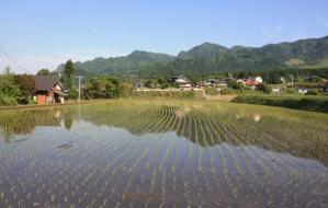 田植え 20130512