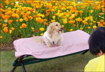 春のハウステンボス