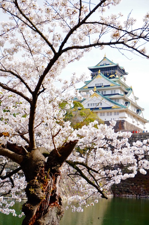 大阪城桜2