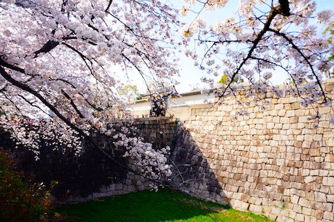 大阪城桜4