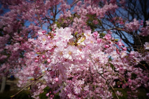 大阪城桜5