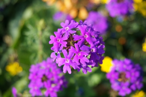 リッチモンドパーク 花