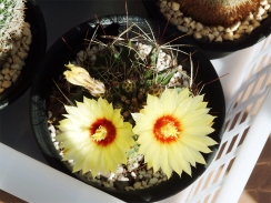 次々開花竜王丸 次々開花竜王丸