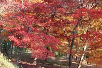 紅葉