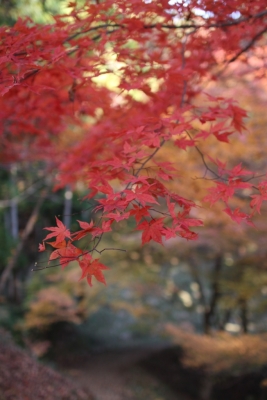 紅葉2