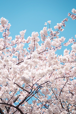 2012sakura2syo5.jpg