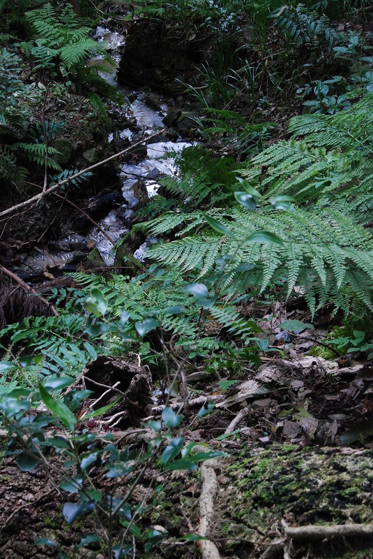 DSC_0009 (4)