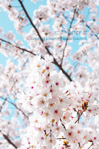 桜満開