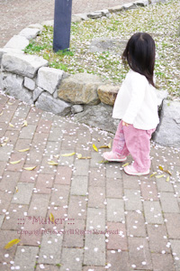 桜の終わり