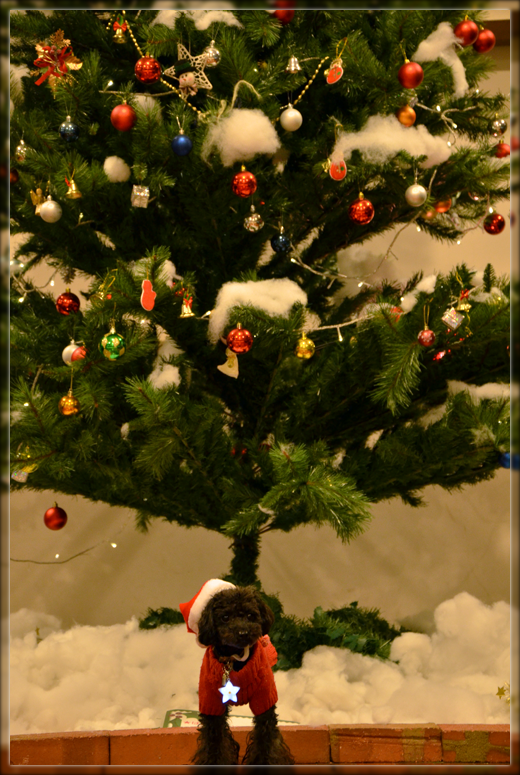 DSC_2333.png