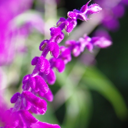 IMGP2679.jpg