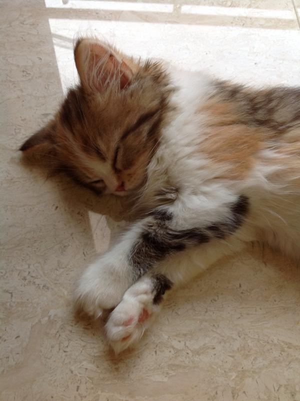 image_20130714130739.jpg