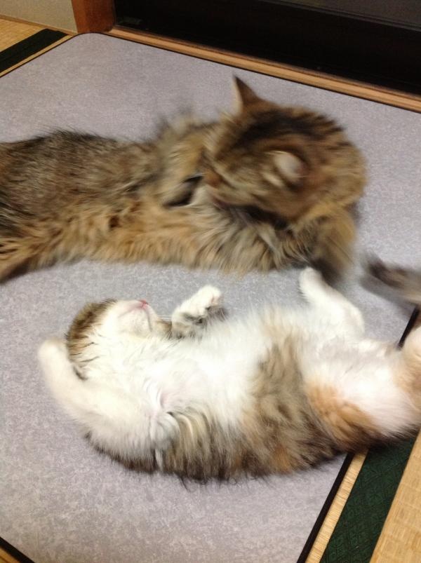 image_20130714130752.jpg