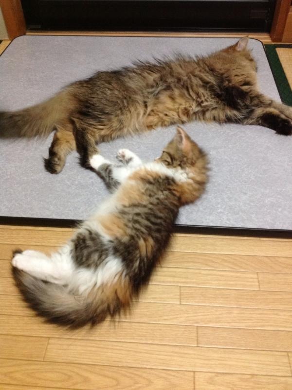 image_20130714130803.jpg