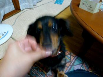 ゲット!