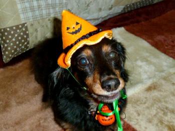 ハロウィン5