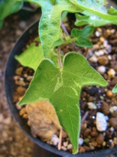 大量捲き 付加切れ葉