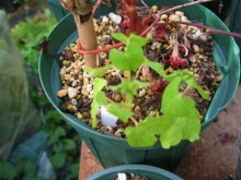 こぼれ種発芽