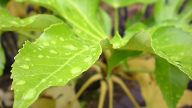 fatsia_drops.jpg