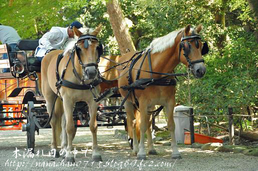 馬車_edited-1