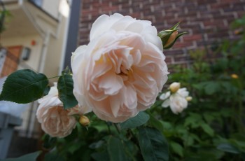 20130601DSC00776.jpg