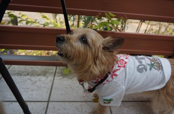 2013GW2DSC00688.jpg