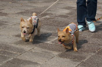 2013GW2DSC00698.jpg