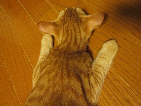 ぴいすねんね