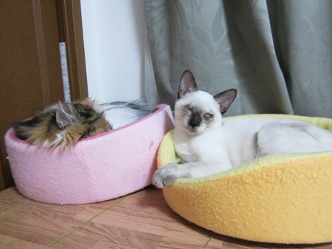 高いところでネンネ