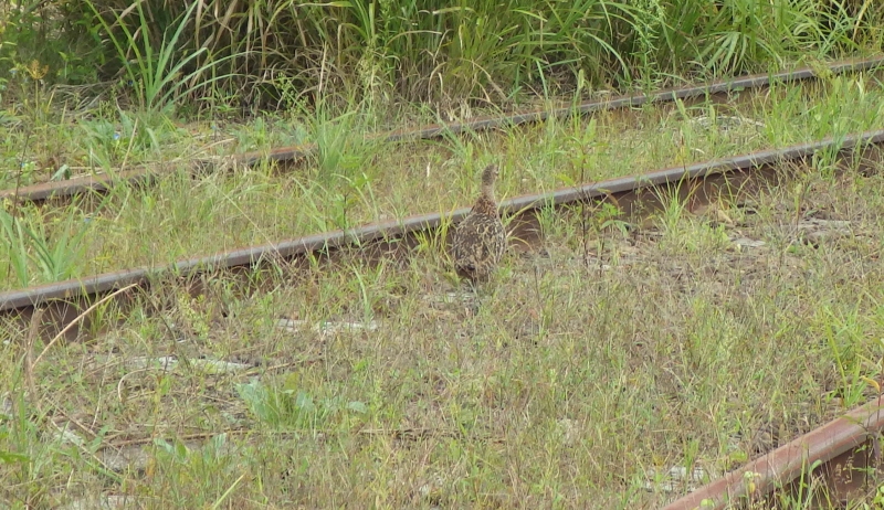 RIMG0895.jpg