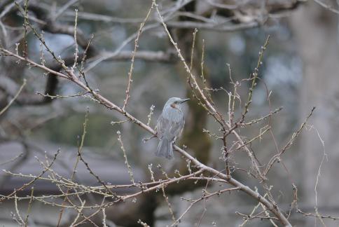 DSC_0075s.jpg