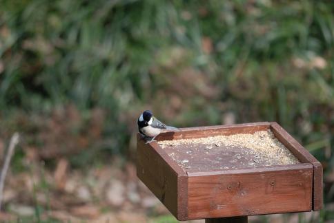 DSC_1226sss.jpg