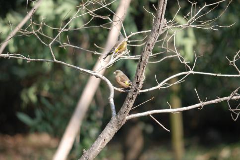 DSC_1229sss.jpg