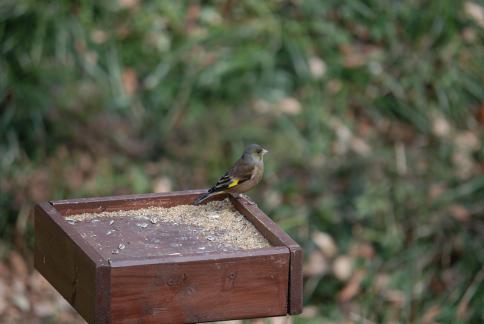 DSC_1233sss.jpg