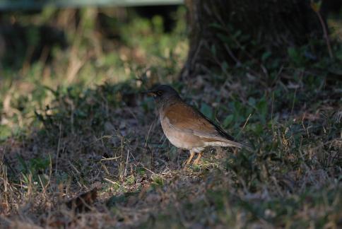 DSC_1375sss.jpg